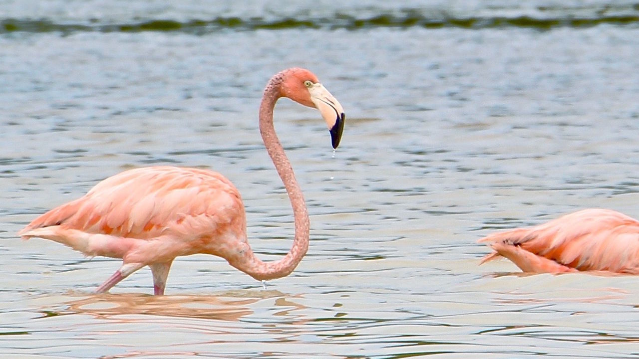 Flamingo sightings in Celestun